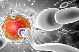 Illustration von Spermien und einer Eizelle (Foto: freepik, Westend61) - SpermSearch: Künstliche Intelligenz findet gesunde Spermien