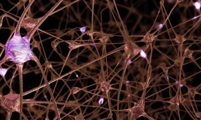 Netzwerk aus Neuronen und Nervenzelllen (Foto: freepik, user20966292)