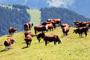 Alpenlandschaft in Frankreich mit Kühen - Bio-Kunststoff stoppt Methanausstoß bei Rindern