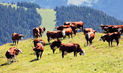 Alpenlandschaft in Frankreich mit Kühen