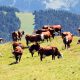 Alpenlandschaft in Frankreich mit Kühen