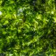 Grüne Algen