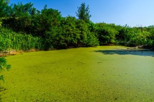 Grüne Wasserlinsen auf der Oberfläche eines Sees - Forscher machen aus Wasserlinsen Biodiesel