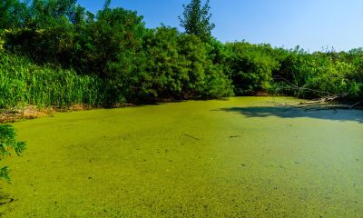 Grüne Wasserlinsen auf der Oberfläche eines Sees
