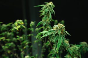 Nahaufnahme von Hanfpflanzen - Legalisierung: Lauterbach legt Cannabis-Plan vor