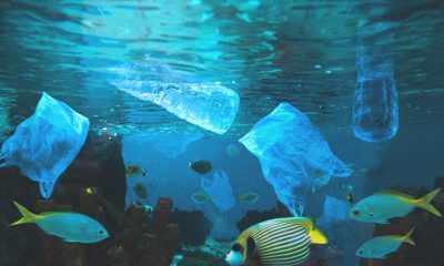 Plastiktüten und bunten Fische im Meer (Foto: freepik, user7264515)